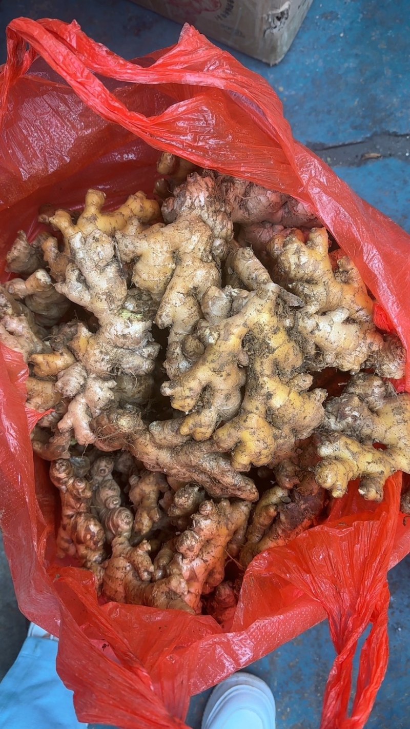 小黄姜