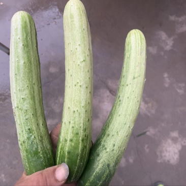 黄瓜