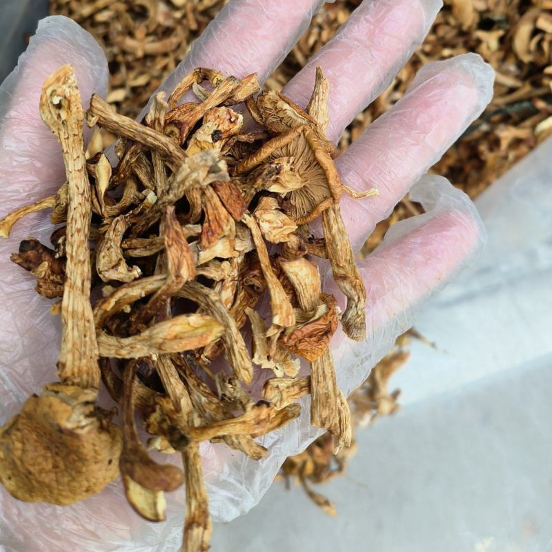 东北特产干菜滑子蘑碎滑子蘑干净无杂质打卤包馅味道鲜美