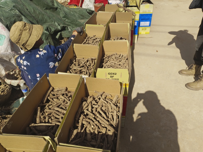 泡桐根保证发芽率成年基地现挖现发成活高保证正品量大优惠