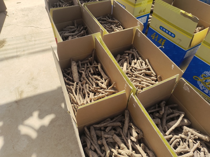 泡桐根保证发芽率成年基地现挖现发成活高保证正品量大优惠
