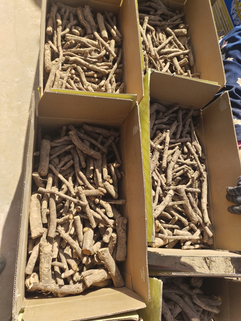 泡桐根保证发芽率成年基地现挖现发成活高保证正品量大优惠