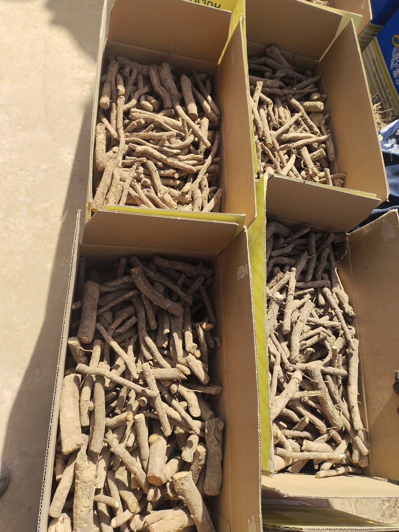 泡桐根保证发芽率成年基地现挖现发成活高保证正品量大优惠