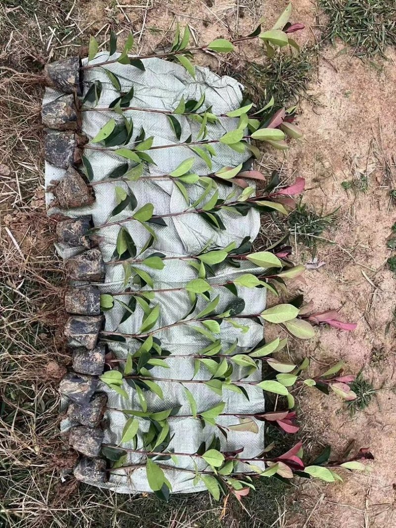 红叶石楠苗五十左右高度基地直发红叶石楠小杯毛球杯苗