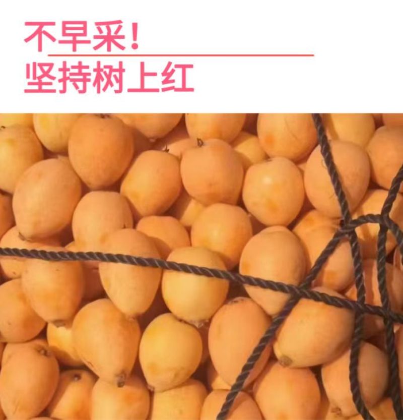 包邮！早钟枇杷便宜卖了，自家果园自产自销、现摘现发