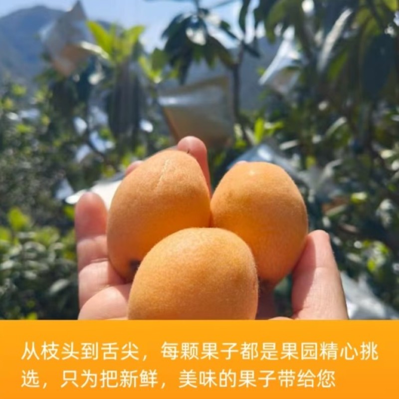 包邮！早钟枇杷便宜卖了，自家果园自产自销、现摘现发