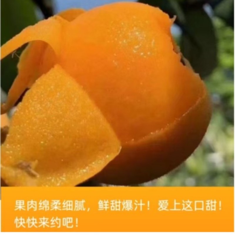 包邮！早钟枇杷便宜卖了，自家果园自产自销、现摘现发
