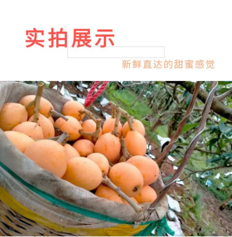 包邮！早钟枇杷便宜卖了，自家果园自产自销、现摘现发