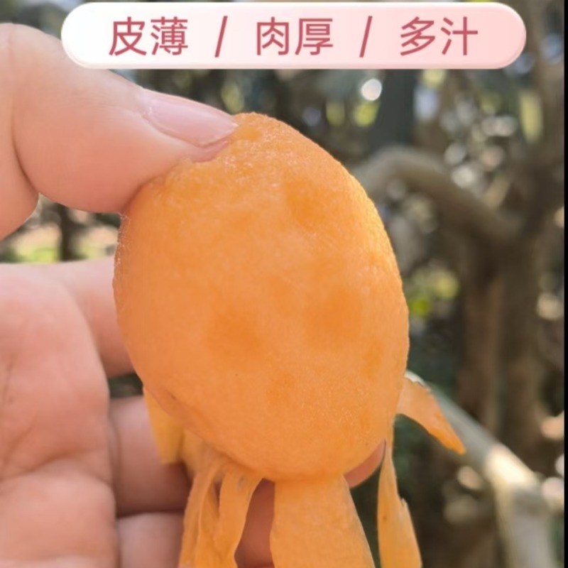 包邮！早钟枇杷便宜卖了，自家果园自产自销、现摘现发