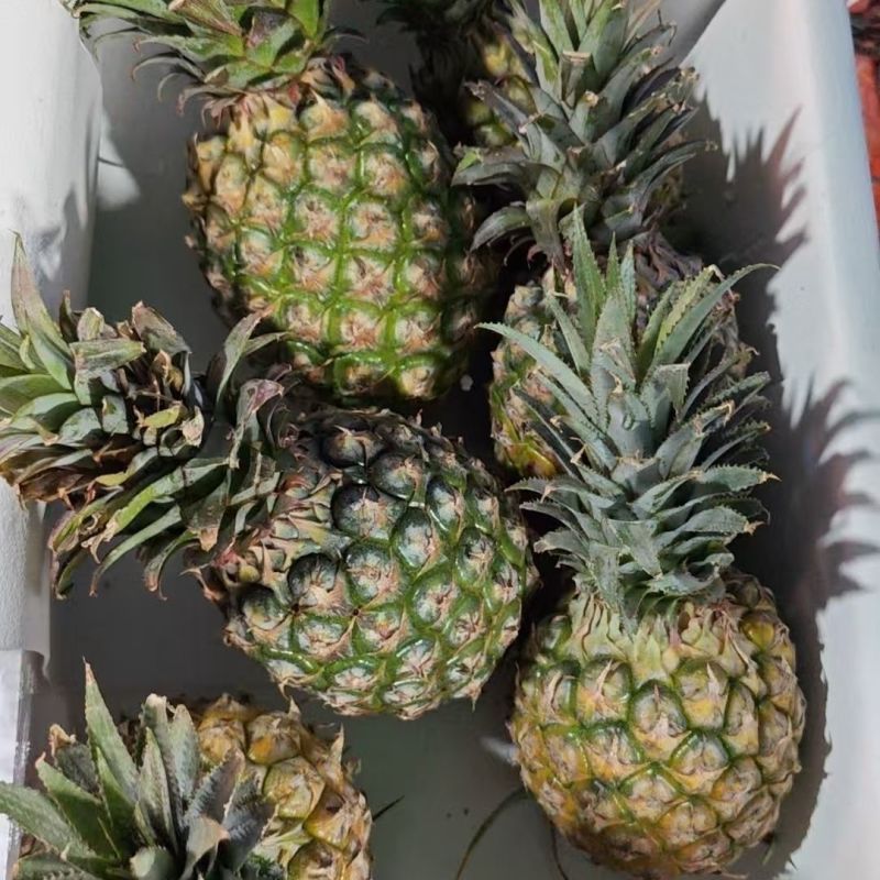 海南凤梨金钻，平台电商小果，欢迎来电合作咨询。