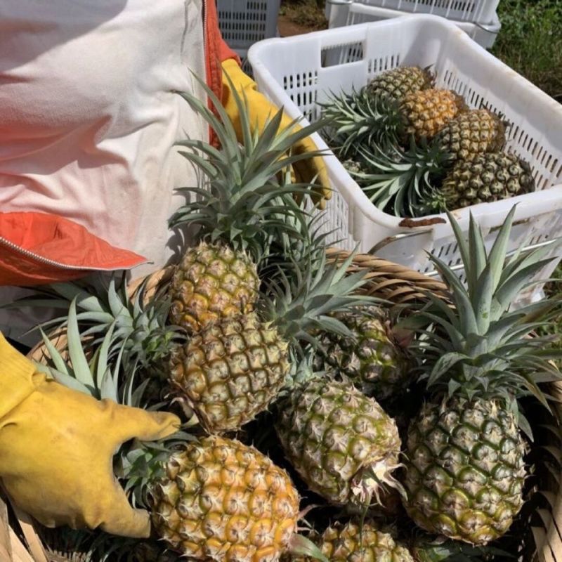 海南凤梨金钻，平台电商小果，欢迎来电合作咨询。