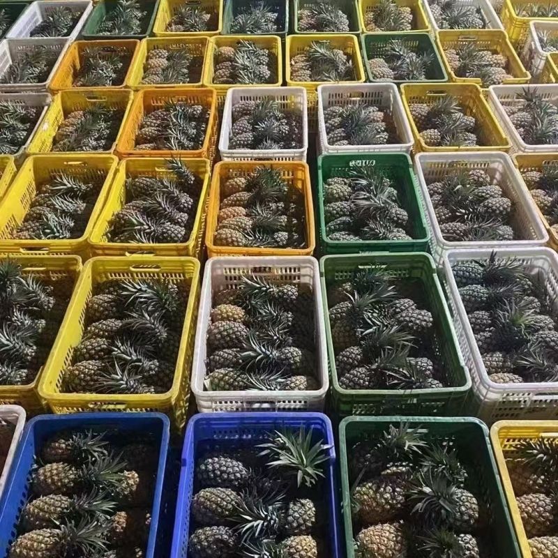 海南凤梨金钻，平台电商小果，欢迎来电合作咨询。
