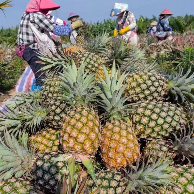 海南凤梨金钻，平台电商小果，欢迎来电合作咨询。