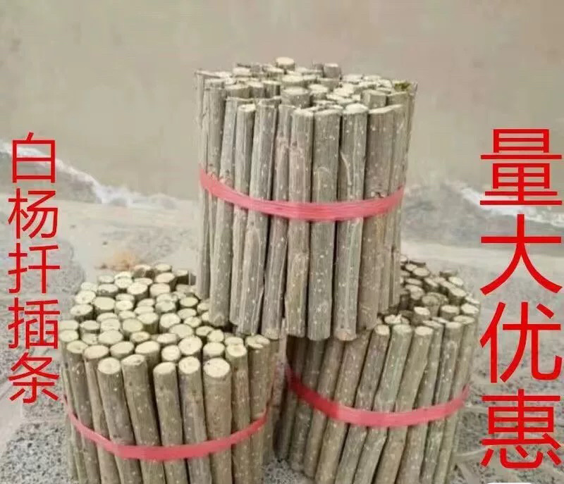 杨树段，107扦插段