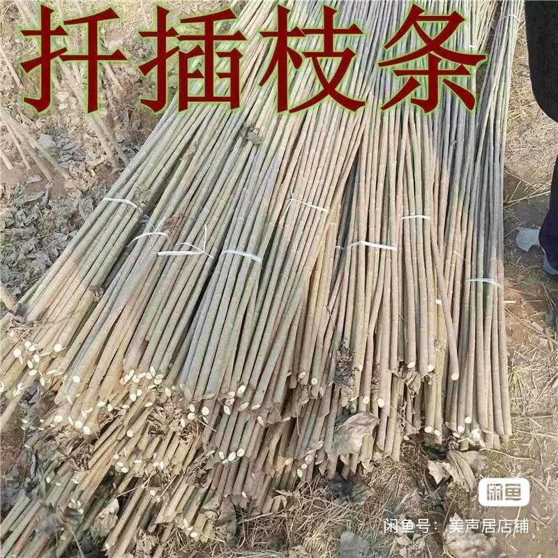 杨树段，107扦插段