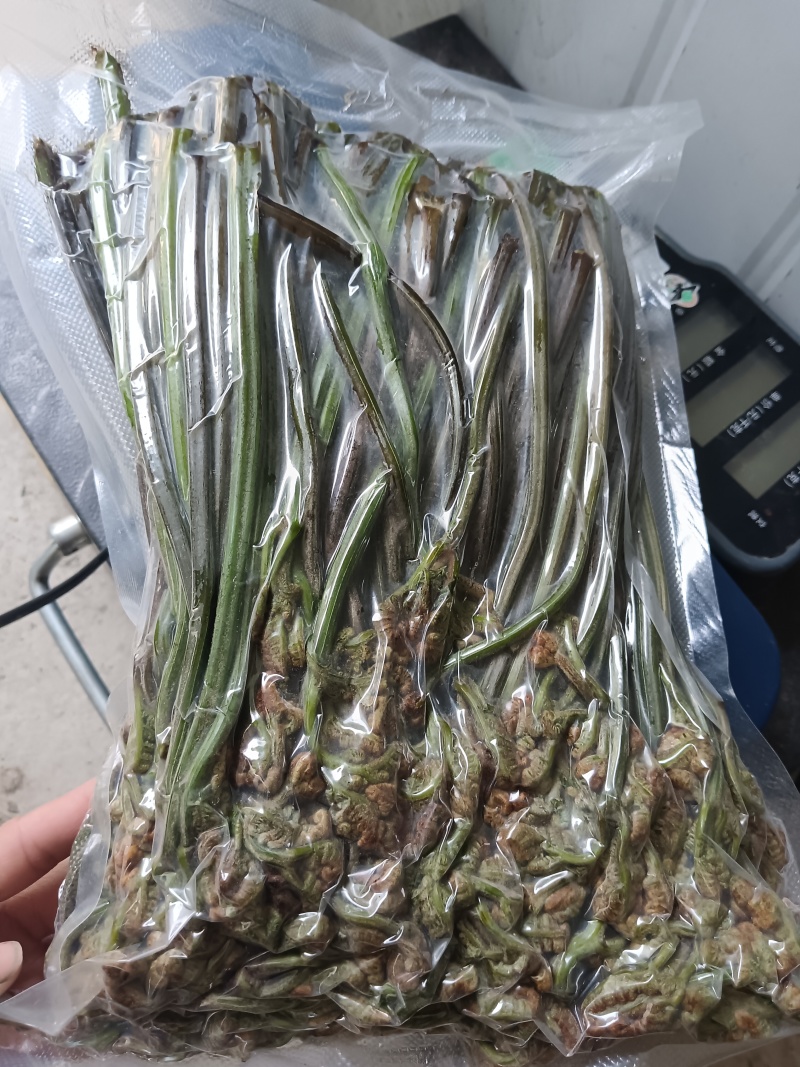 蕨菜