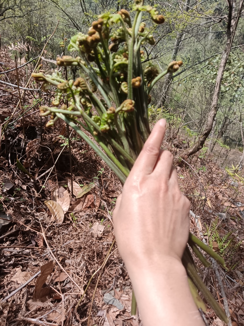 蕨菜