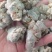 【包邮】三七田七干燥根茎水洗足斤足两欢迎选购