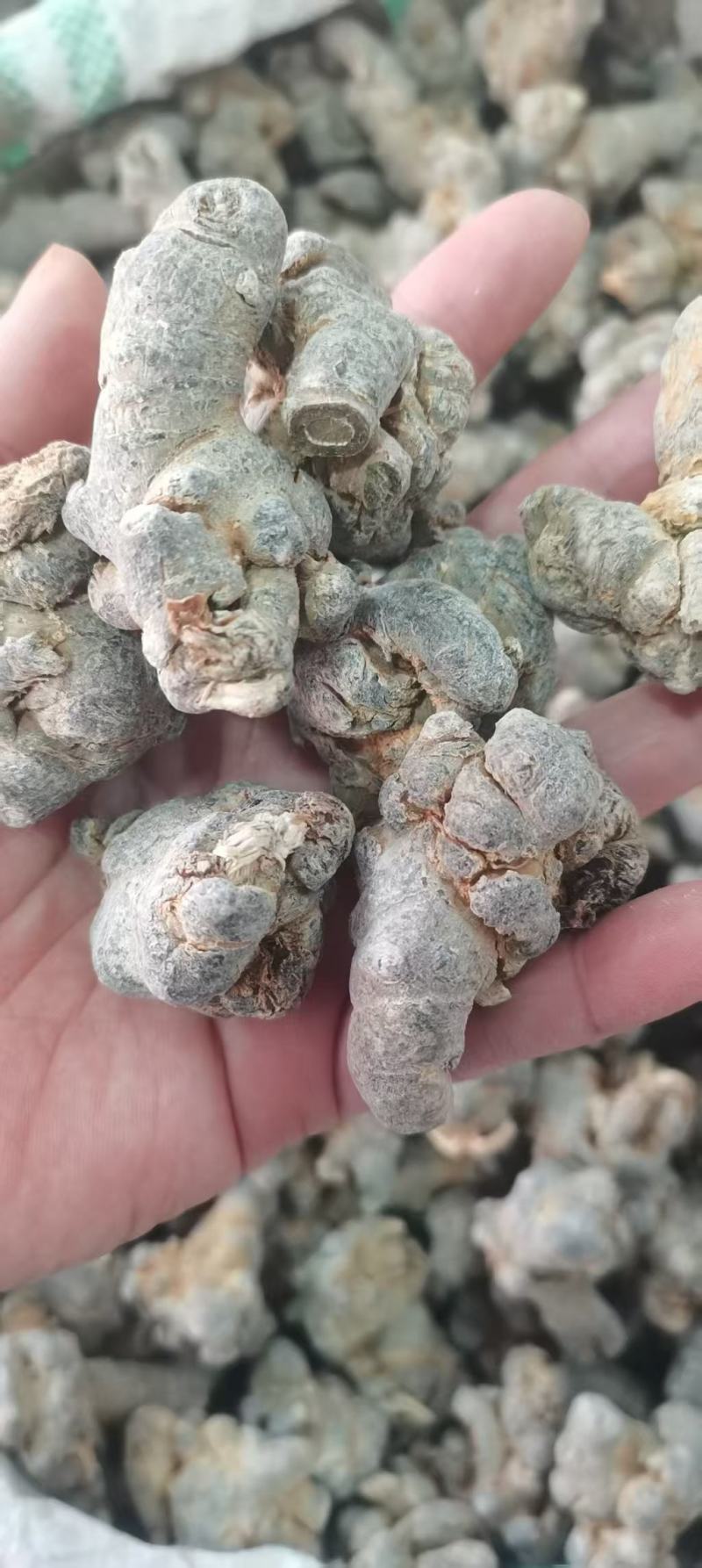 【包邮】三七田七干燥根茎水洗足斤足两欢迎选购