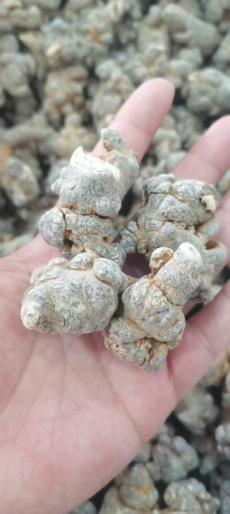 【包邮】三七田七干燥根茎水洗足斤足两欢迎选购