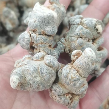 【包邮】三七田七干燥根茎水洗足斤足两欢迎选购