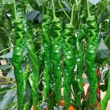龙椒，陇椒，螺丝椒，新鲜辣椒