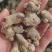 【包邮】三七田七干燥根茎水洗足斤足两欢迎选购