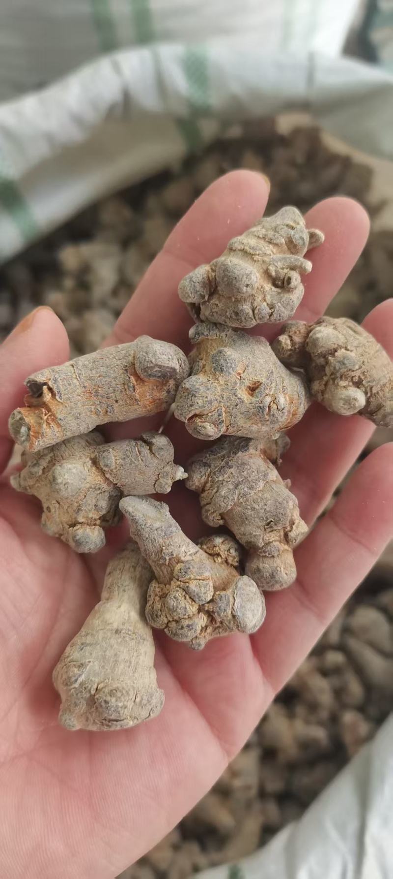 【包邮】三七田七干燥根茎水洗足斤足两欢迎选购