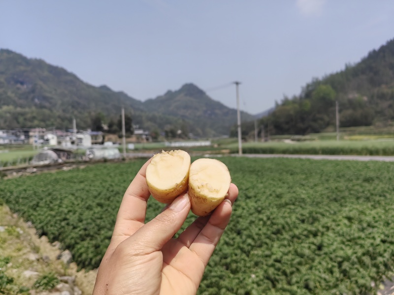 v7土豆