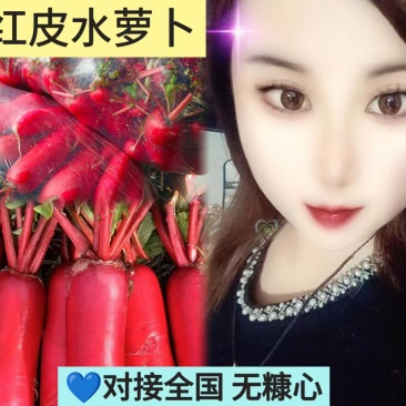 山东水萝卜/平邑红皮水萝卜产地现挖/可带叶装/水洗装袋/
