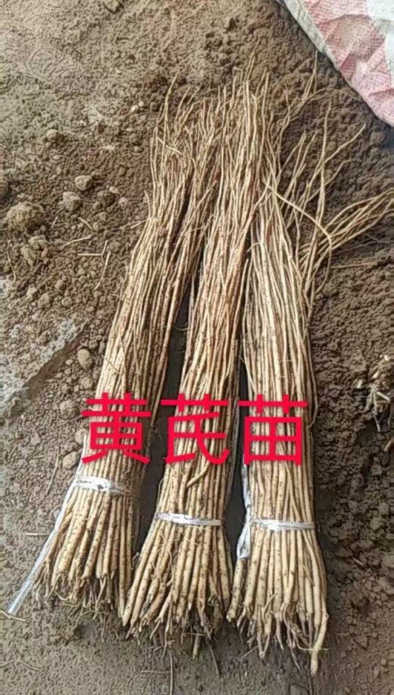 内蒙黄芪苗