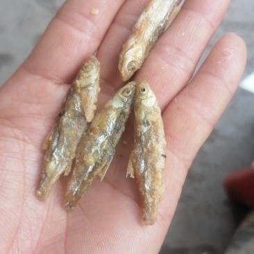 油炸淡干河边鱼