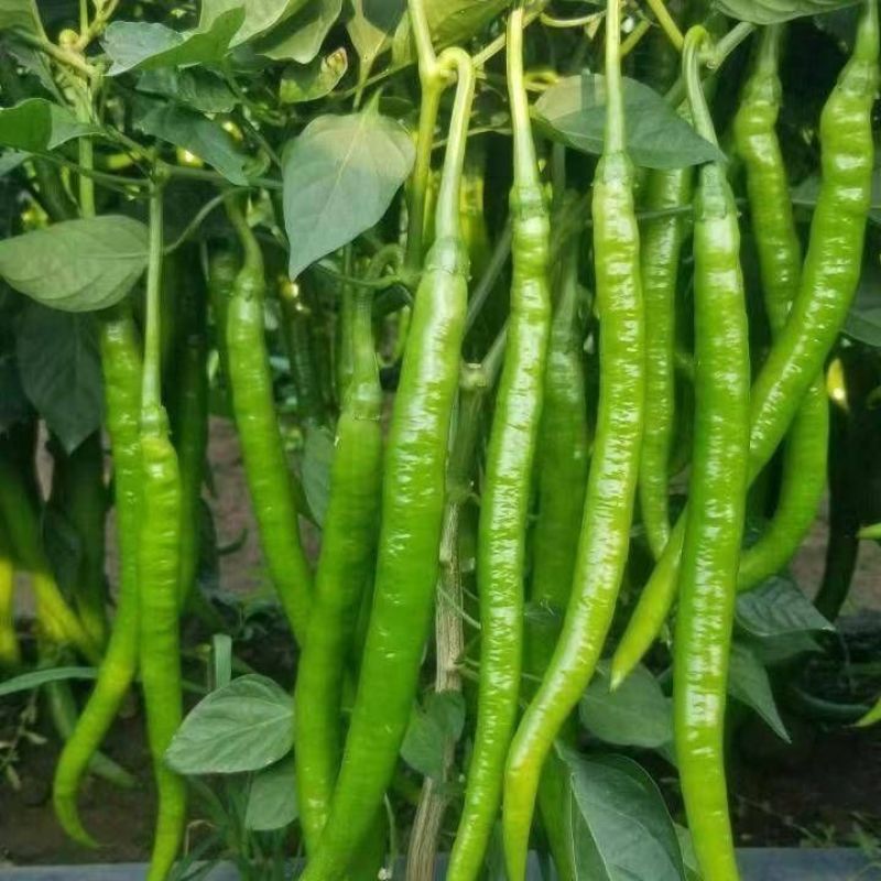 线椒，新鲜辣椒