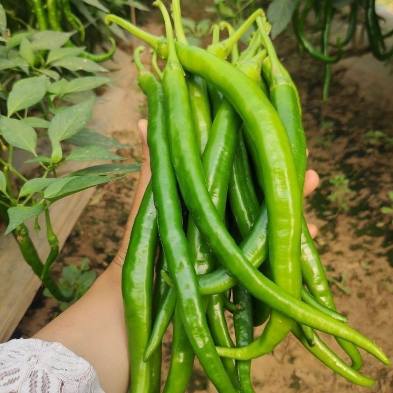 线椒，新鲜辣椒