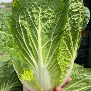 精品白菜，万亩基地，全国代收代卖，对接批发商超，货源稳定