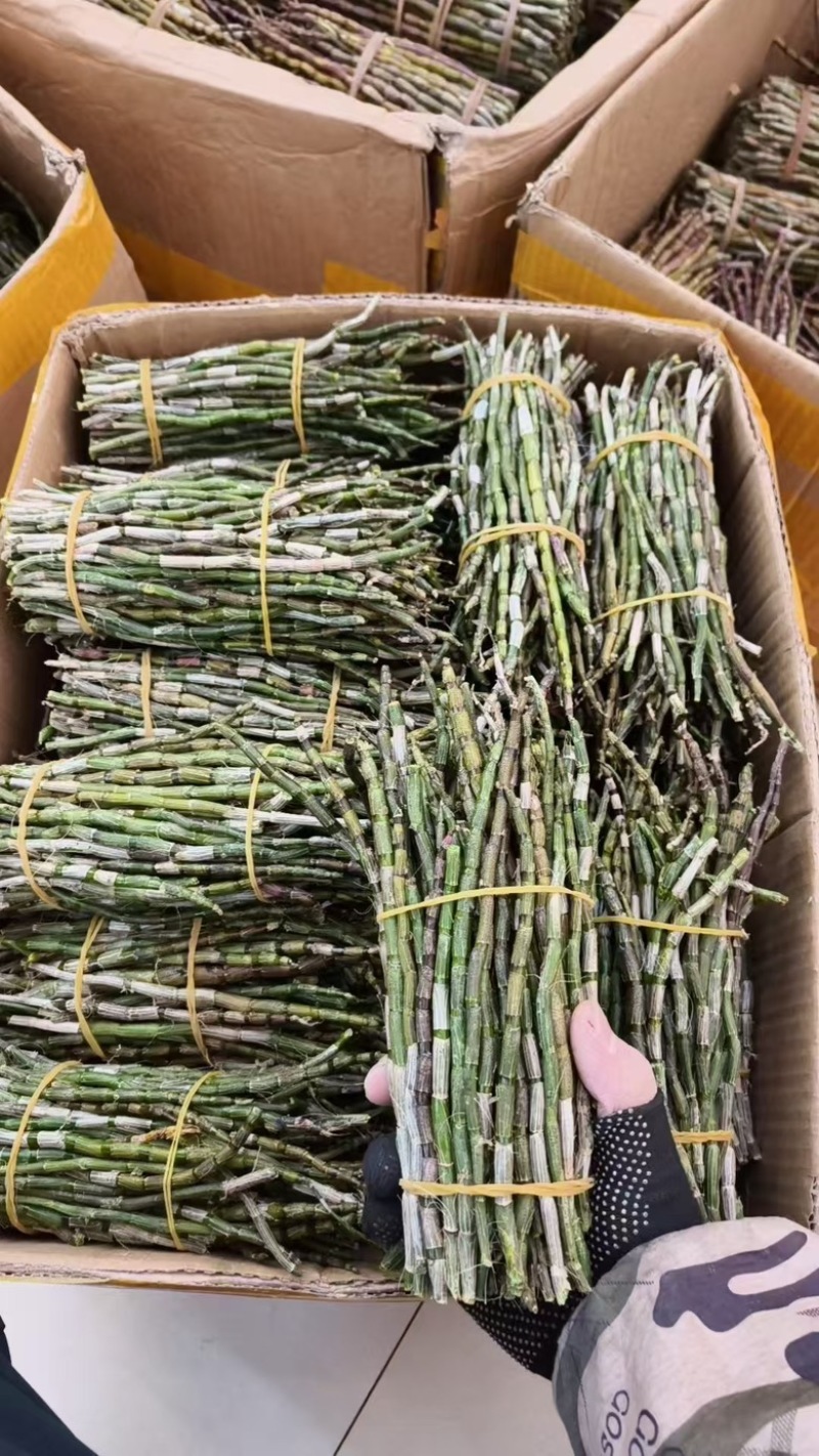 铁皮石斛鲜条，现在白菜价大货批发**便宜！！！
