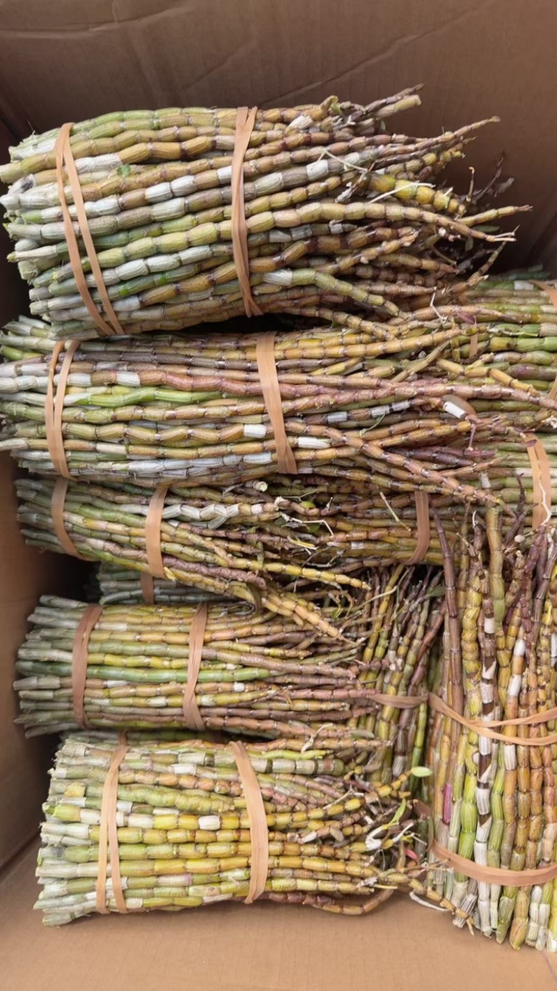 铁皮石斛鲜条，现在白菜价大货批发**便宜！！！