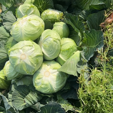包菜万亩基地，全国代收代卖，对接批发商超，货源稳定