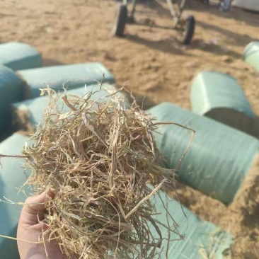 牛羊草料，稻草玉米草麦草花生秧苔草燕麦草欢迎选