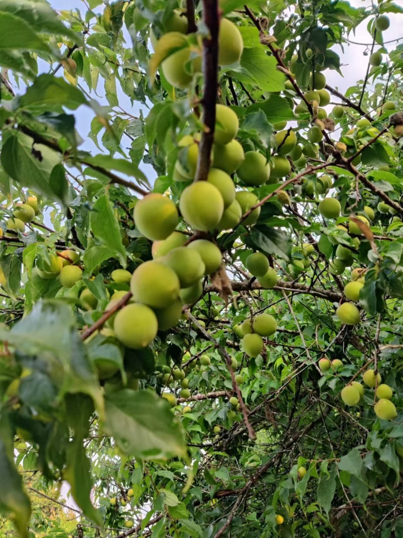 【推荐】饶平青梅之乡青竹梅产地直发视频看货