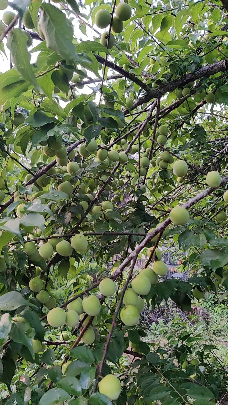 【推荐】饶平青梅之乡青竹梅产地直发视频看货