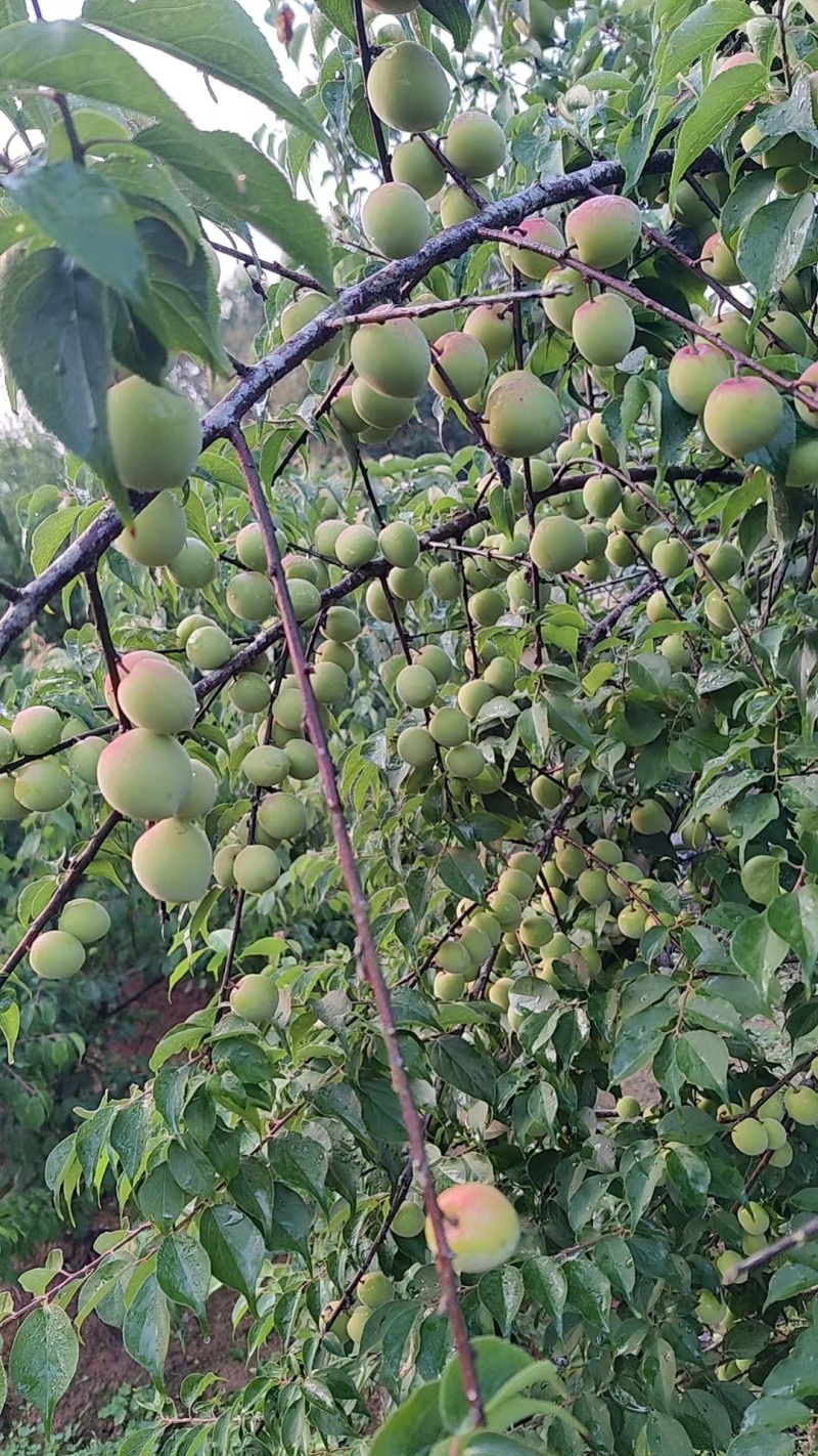 【推荐】饶平青梅之乡青竹梅产地直发视频看货