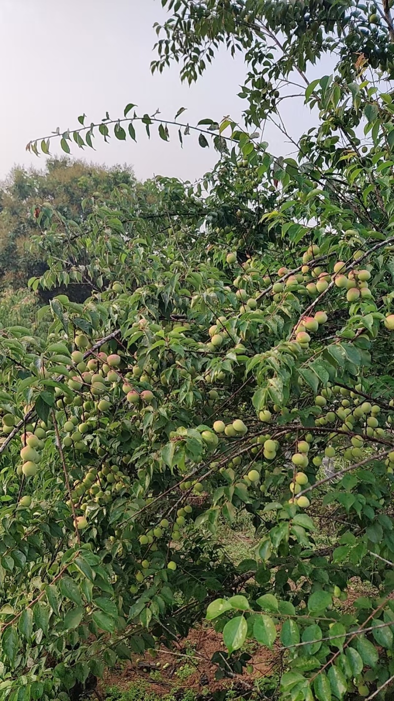 【推荐】饶平青梅之乡青竹梅产地直发视频看货