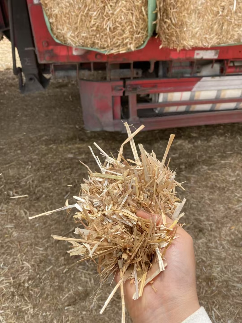 牛羊草料，稻草玉米草麦草花生秧苔草燕麦草欢迎选
