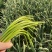 2025新鲜蒜薹大量上市，没有中间商赚差价，产地直销