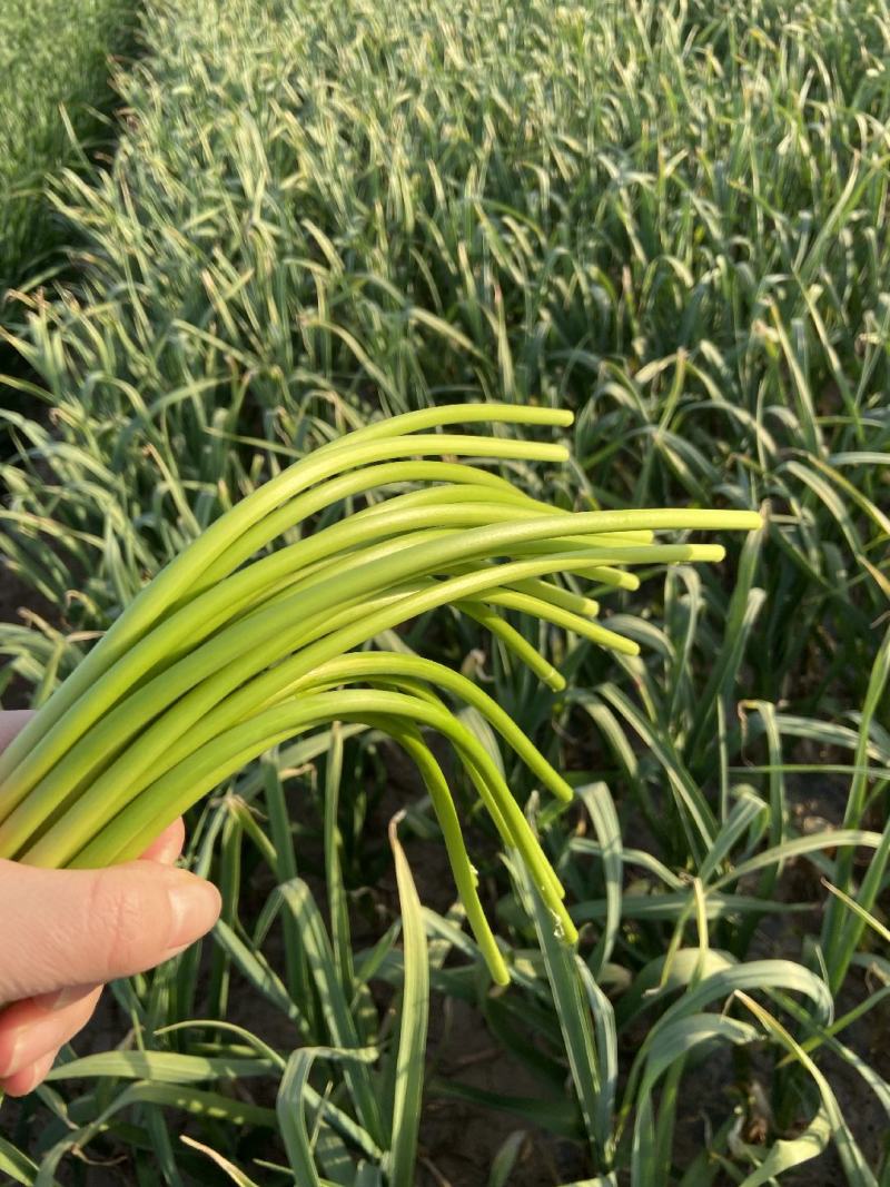 2025新鲜蒜薹大量上市，没有中间商赚差价，产地直销