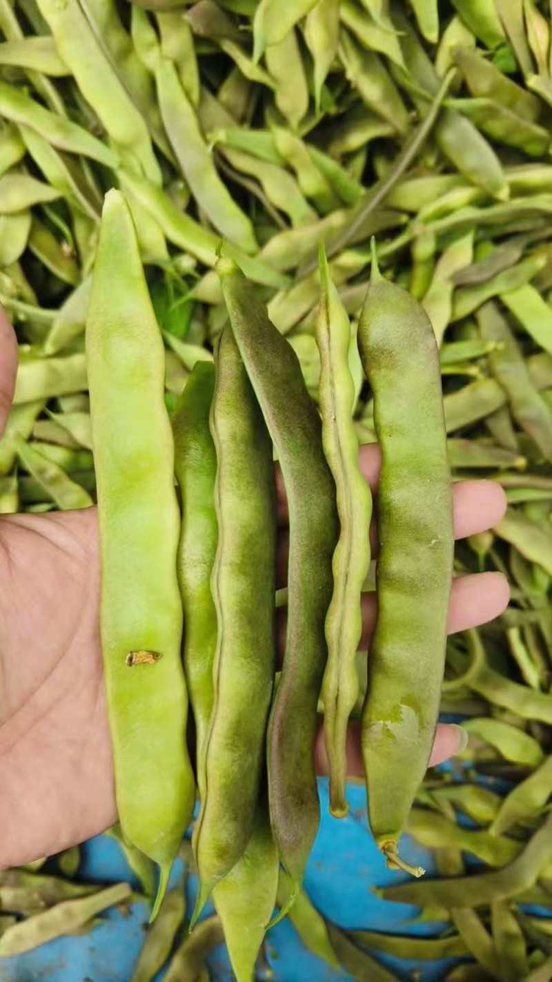 油豆厂家直供大量精品价格美丽对接商超