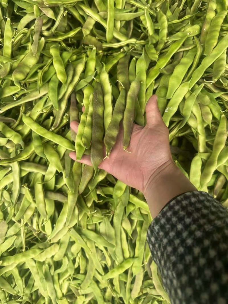 油豆厂家直供大量精品价格美丽对接商超