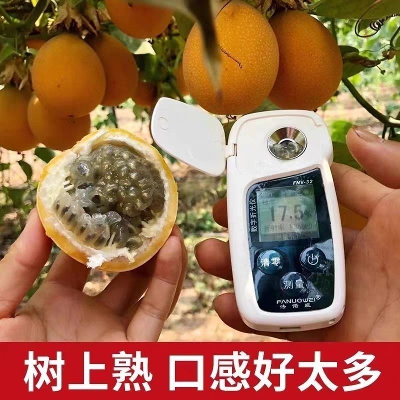 海南热情果批发果园直发