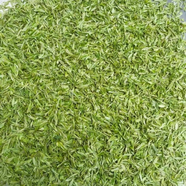 甄选象山绿茶头道茶品质好味道好高山绿茶